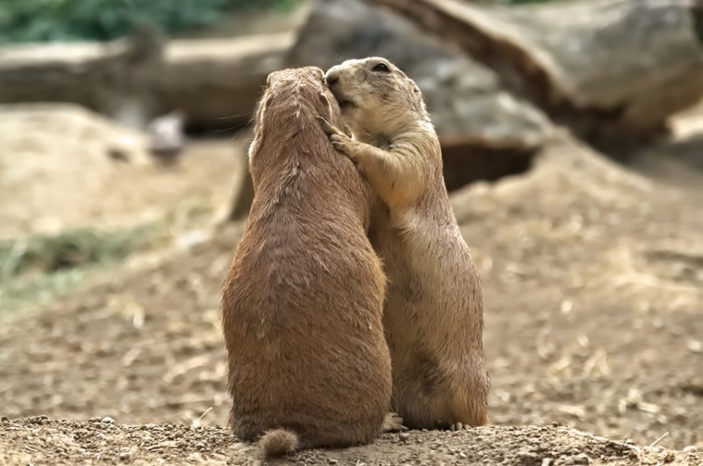 "Two beings connecting warmly"